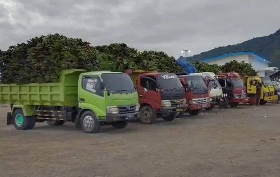 Permintaan Pisang Timika Capai 60 Ton, Petani Kaimana Kewalahan Penuhi Pasokan