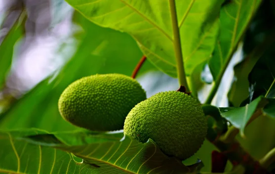 Kaya Nutrisi dan Bebas Gluten: Ini Manfaat Buah Sukun bagi Kesehatan