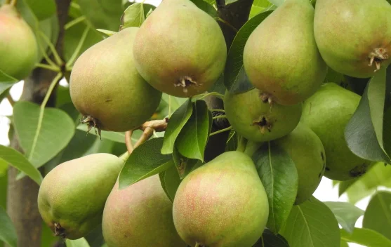 Manfaat di Balik Manisnya Buah Pir