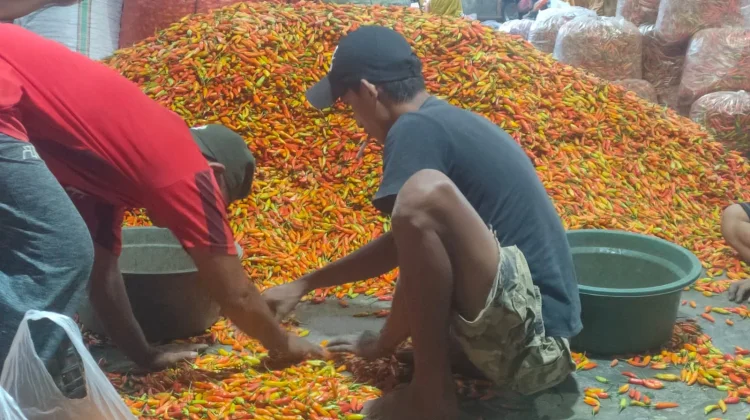Permintaan Bertambah Harga Cabai di Kediri Naik