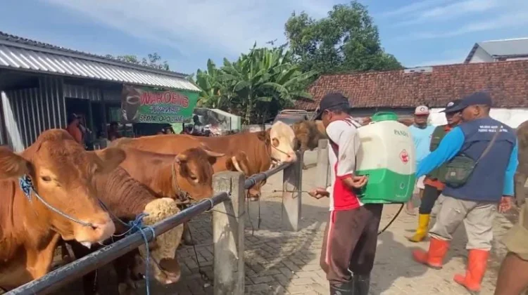 Kasus PMK di Jombang Tunjukkan Tren Penurunan