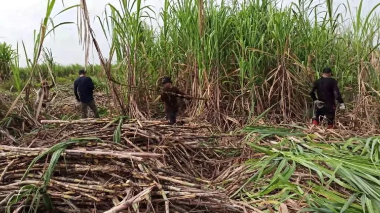 Produksi Gula Jombang 2026 Ditarget 40 Ribu Ton