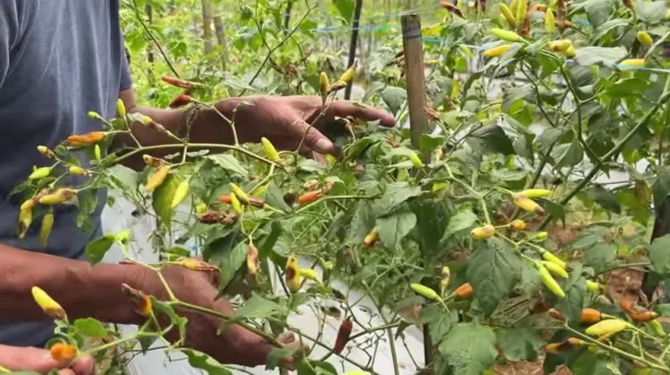 Cuaca Ekstrem, Tanaman Cabai di Jombang Terserang Hama Patek