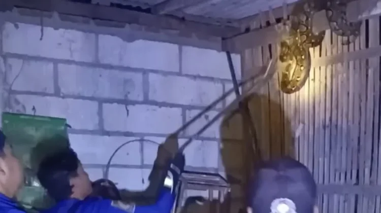Damkar Lakukan Evakuasi Ular Piton 2,1 Meter Pemangsa Ayam