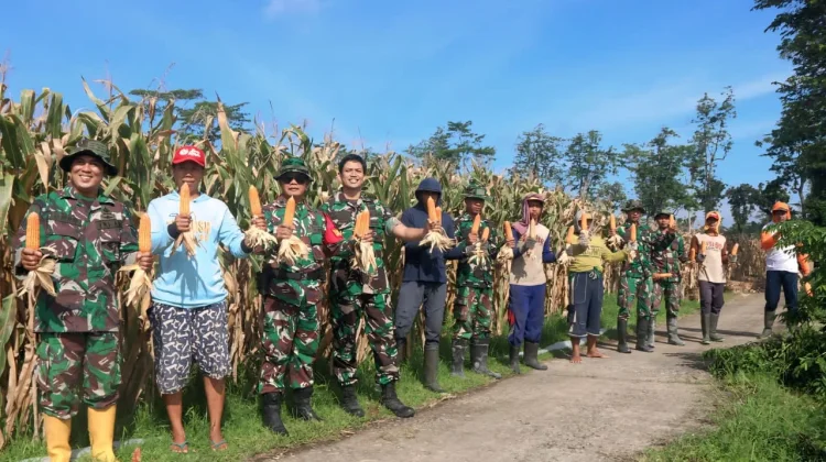 Anggota TNI dan Masyarakat Panen Raya Jagung di Desa Gadungan