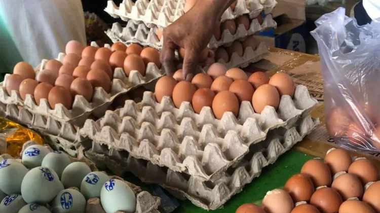 Harga Telur Ayam Turun Pascaleberan, Daya Beli Mulai Pulih