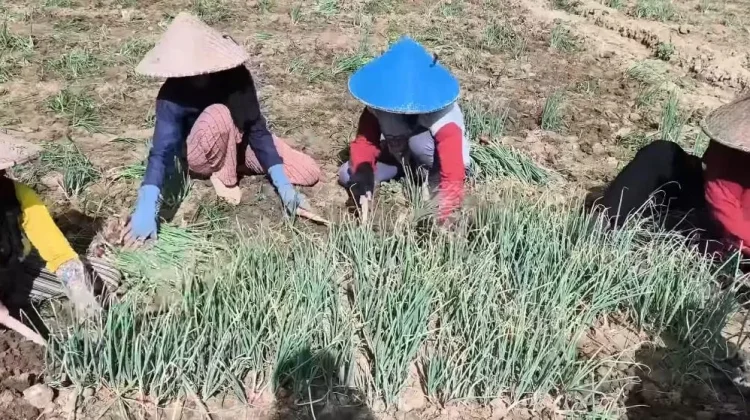 Musim Panen, Petani Bawang Merah di Jombang Keluhkan Penurunan Harga
