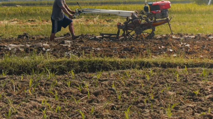 Cuaca Tak Menentu, Petani Tembakau di Jombang Tunda Tanam