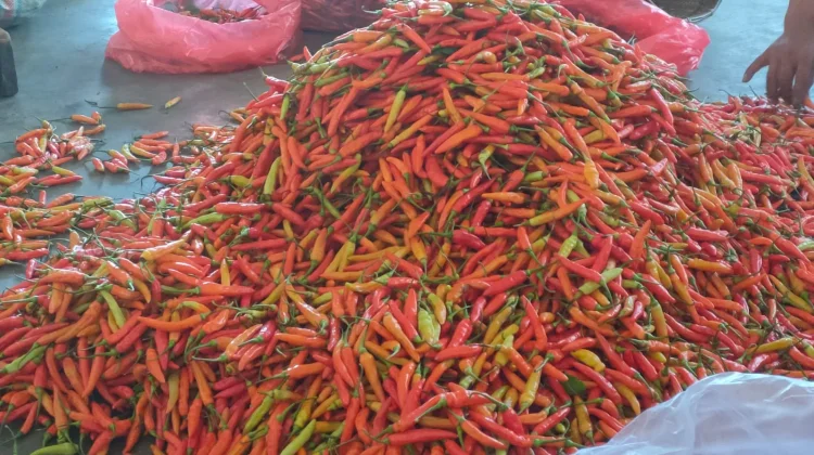 Harga Cabai Rawit Kembali Naik di Kediri