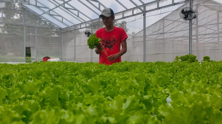 Sayur Hidroponik Diminati SPPG untuk Menu MBG