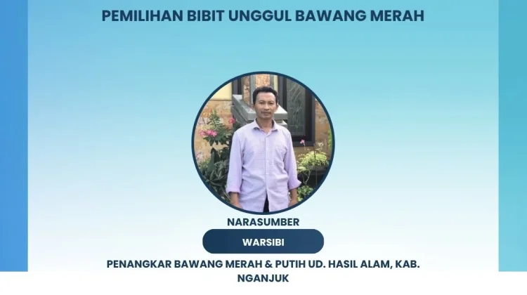 Rahasia Bibit Unggul Bawang Merah Petani Nganjuk