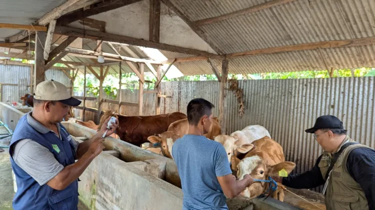 Tekan Penyebaran Virus, Jombang Terima 25 Ribu Dosis Vaksin PMK Tahap II
