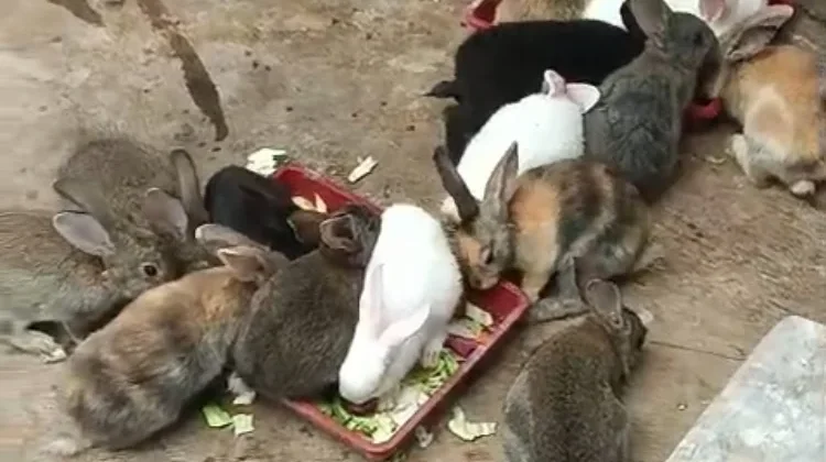 Memanfaatkan Sampah Sayur untuk Pakan Kelinci