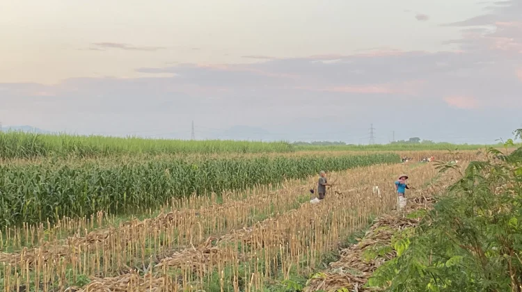 Cuaca Tak Menentu, Petani Jagung Terancam Merugii