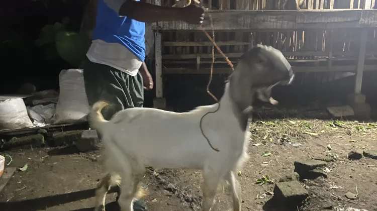 Peternak Kambing Mulai Menyiapkan Hewan Kurban