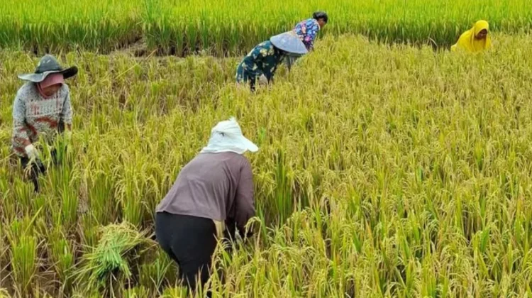 Gabah Mahal, Penggilingan Berebut Pasokan