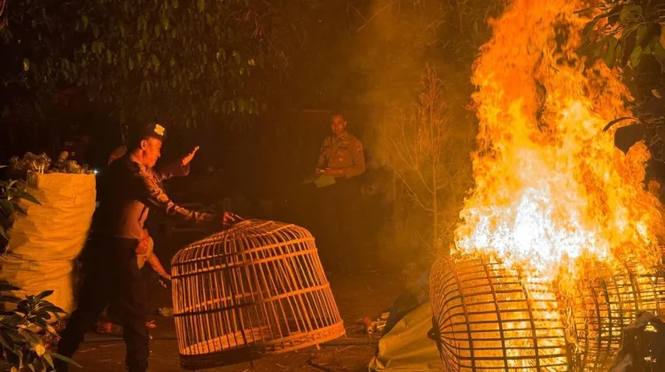 Operasi Cipta Kondisi, Polisi Tertibkan Arena Judi Sabung Ayam