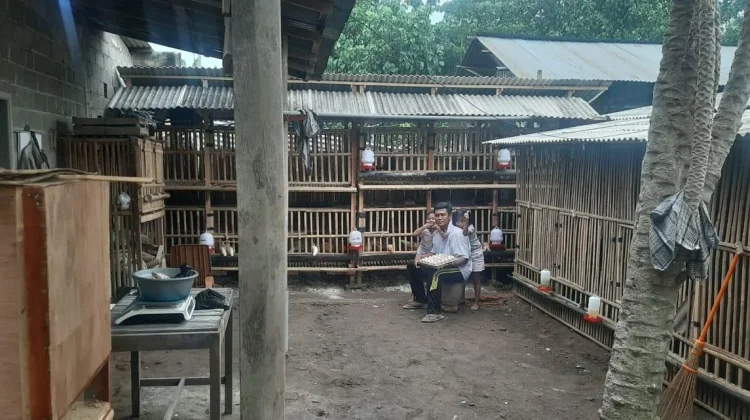 Ternak Ayam Kampung Petelur Ciptakan Peluang Usaha Rumahan