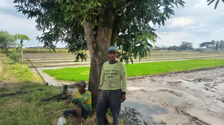 Panen Hampir Usai, Harga Gabah di Jombang Tetap Tinggi