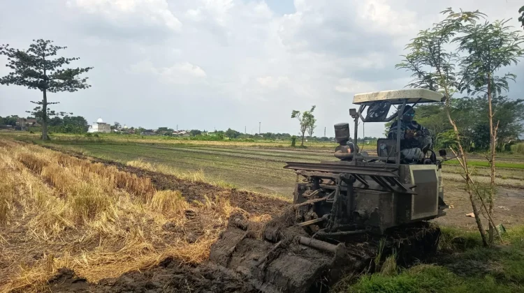 Ancaman El-Nino, Petani di Jombang Diimbau Lakukan Penyesuaian Pola Tanam