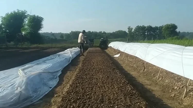 Menjelang Kemarau, Petani Tembakau di Jombang Mulai Tabur Benih