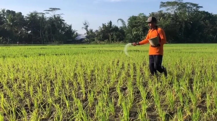 Serapan Pupuk Tinggi, Disperta Jombang Perkuat Pengawasan