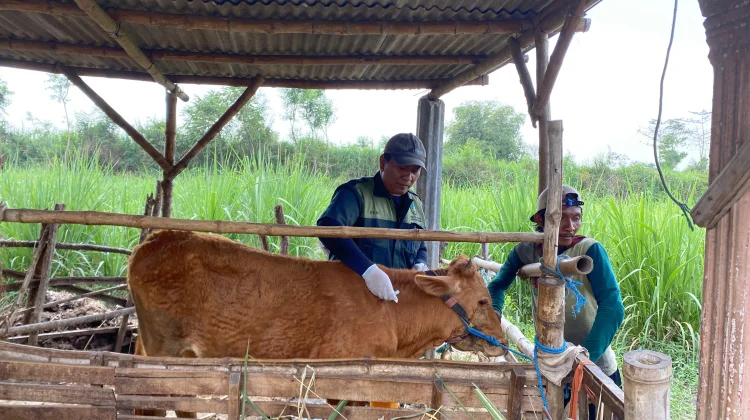 Realisasi Penyaluran Vaksin PMK Tahap-II di Jombang Capai 6.000 Dosis