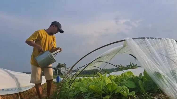 Harga Pupuk Turun, Petani dari Aceh hingga Kalimantan Untung