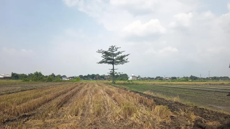 Menjelang Musim Kemarau, Disperta Jombang Petakan Wilayah Rawan Kekeringan