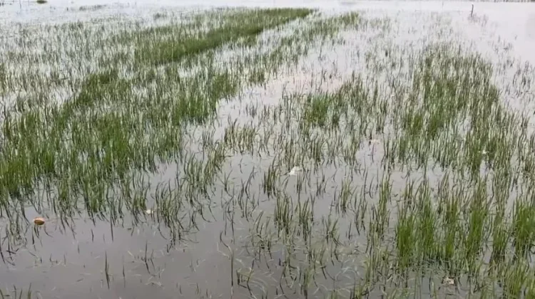 Ratusan Hektare Sawah di Jombang Alami Puso Musim Panen Raya I