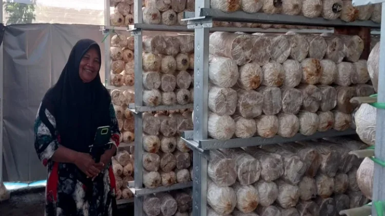 Dari Kediri ke IKN dan Hong Kong, Siti Fatimah Kembangkan Usaha Jamur Crispy