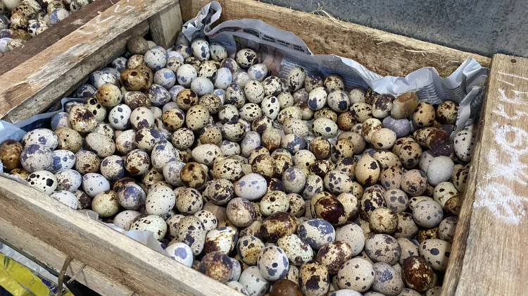 Harga Telur Puyuh Turun di Pasar Pamenang