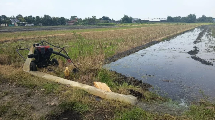 Hadapi Kemarau, Distribusi Air Irigasi di Jombang Diatur Ulang
