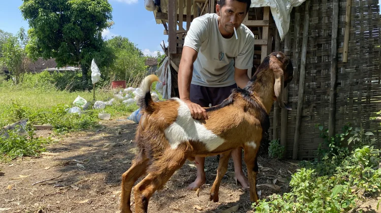 Ciri-Ciri Kambing Kurban yang Sehat