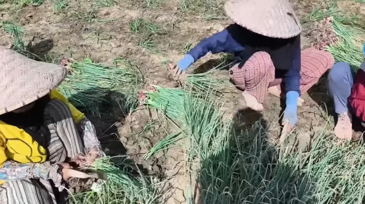 Pasokan Melimpah, Harga Bawang Merah di Tingkat Petani Merosot