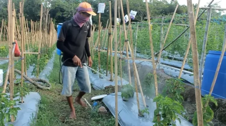 Peralihan Musim, Petani Cabai di Jombang Waspada Serangan Thrips hingga Tungau
