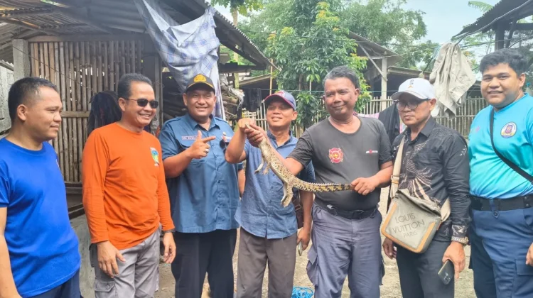 Seekor Anakan Buaya Resahkan Warga
