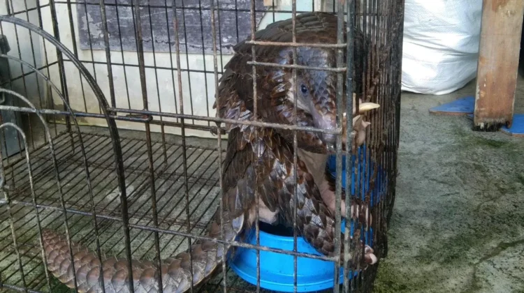 Lindungi Hewan Langka, BKSDA Kediri Evakuasi Seekor Trenggiling