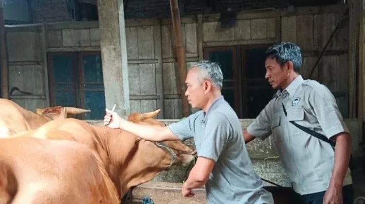 Nol Kasus PMK, Jombang Tetap Intensifkan Vaksinasi