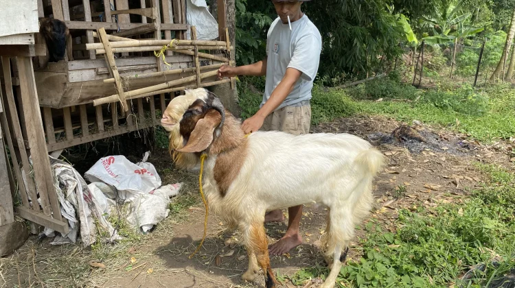 Menjelang Idul Adha Harga Kambing mulai Naik