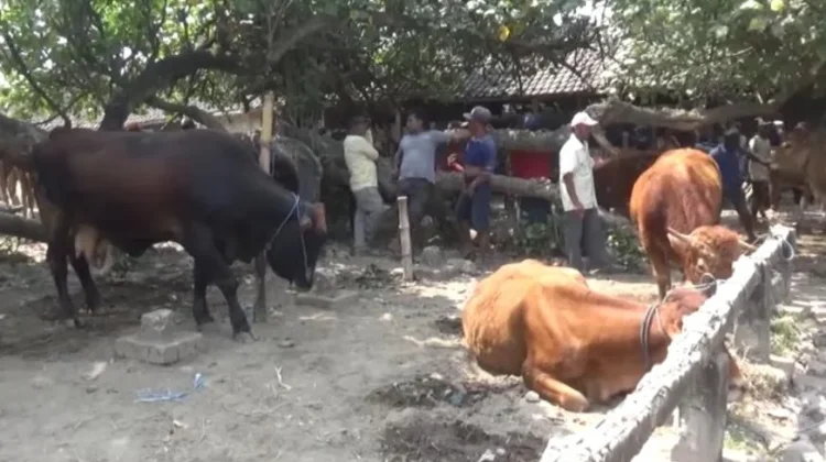 Harga Sapi Kurban di Jombang Mulai Naik Menjelang Iduladha
