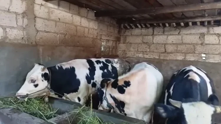 Menjelang Hari Raya, Harga Sapi Naik