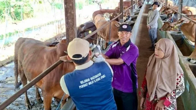Vaksinasi PMK Tahap Dua di Jombang Capai 65 Persen