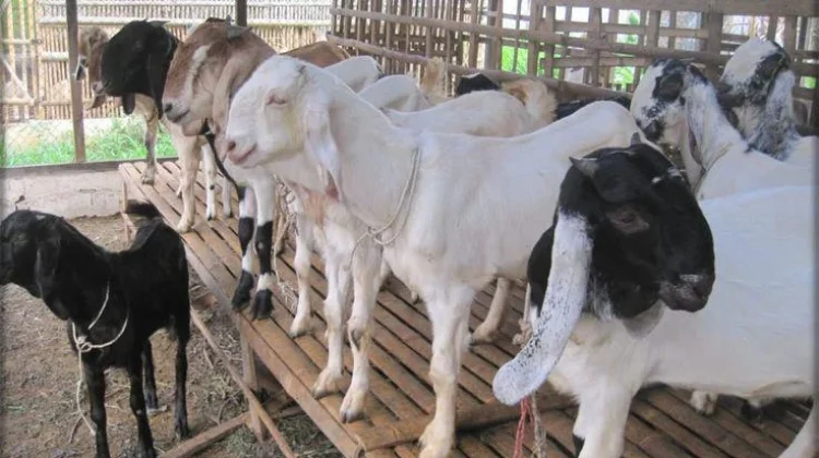 Menjelang Idul Adha, Penjual Hewan Kurban Musiman di Jombang Mulai Bermunculan