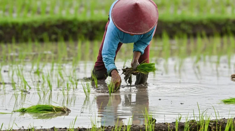 Jombang Percepat Masa Tanam untuk Dongkrak Produksi Padi