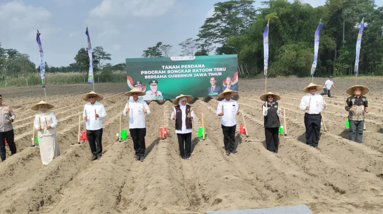 Dukung Swasembada Gula, Gubernur Khofifah Tanam Perdana Bongkar Ratoon Tebu