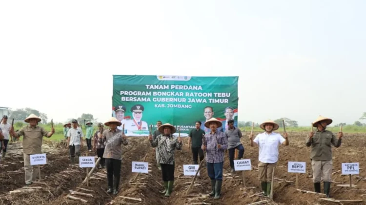 Jombang Kebut Bongkar Ratoon Tebu Demi Dongkrak Produksi Gula
