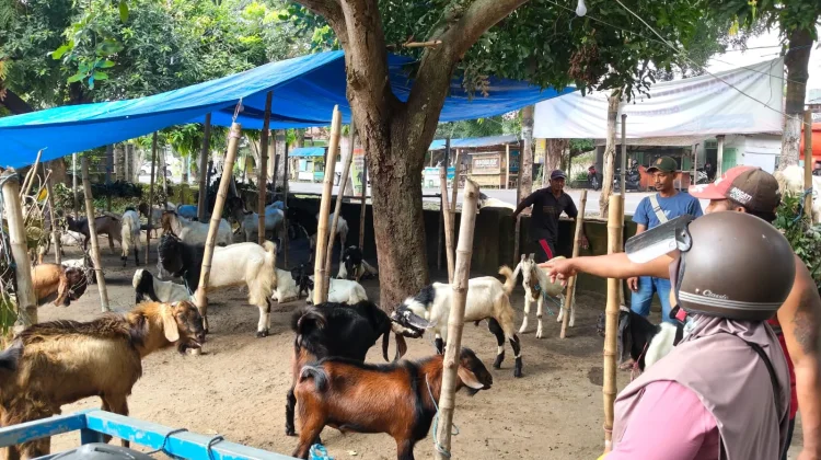 Permintaan Kambing Kurban di Kediri Naik 20 Persen, Paling Laris Jenis Jawa Randu