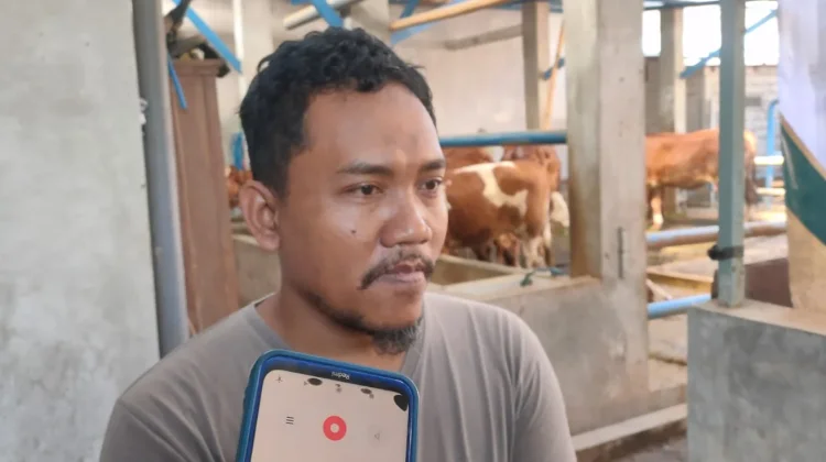 Permintaan dan Harga Sapi pada Iduladha 2026 di Kediri Meningkat