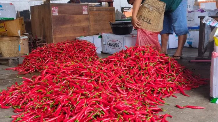 Harga Aneka Cabai di Kediri Naik Tertinggi Mencapai Rp83.000